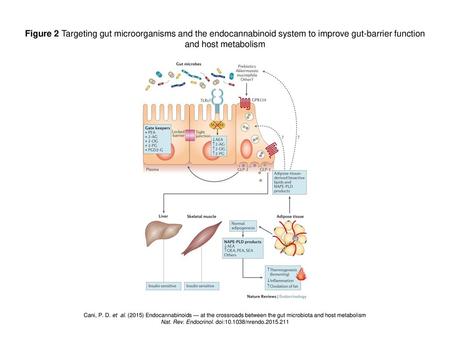 Nat. Rev. Endocrinol. doi: /nrendo