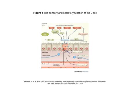 Figure 1 The sensory and secretory function of the L cell