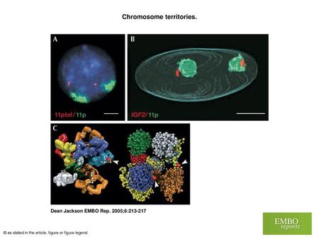 Chromosome territories.