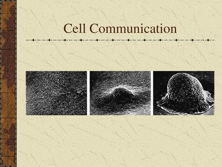 Cell Communication.