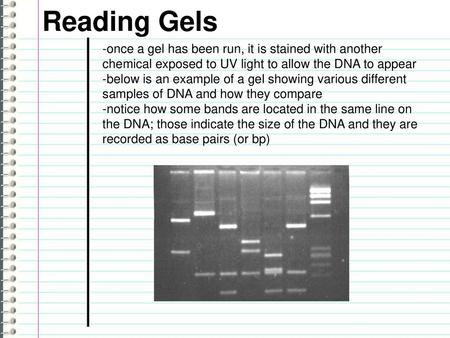 Reading Gels -once a gel has been run, it is stained with another chemical exposed to UV light to allow the DNA to appear -below is an example of a gel.