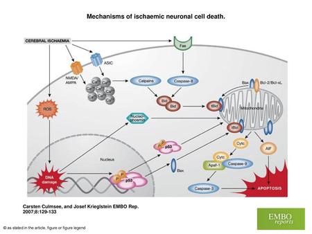 Mechanisms of ischaemic neuronal cell death.