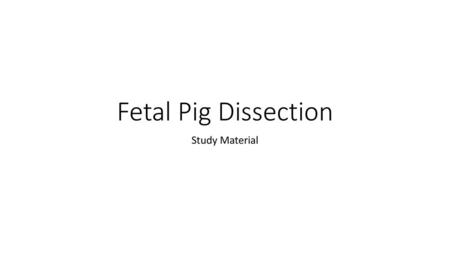 Fetal Pig Dissection Study Material.