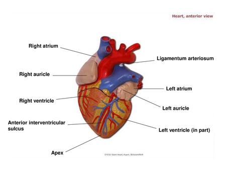 Right atrium Ligamentum arteriosum Right auricle Left atrium