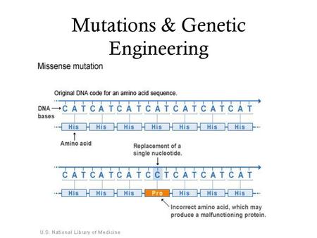 Mutations & Genetic Engineering