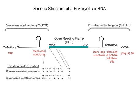 Generic Structure of a Eukaryotic mRNA