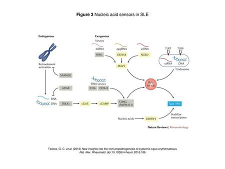 Figure 3 Nucleic acid sensors in SLE