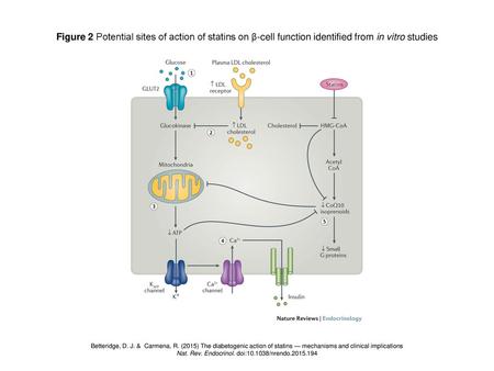 Nat. Rev. Endocrinol. doi: /nrendo