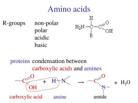 Amino acids R-groups non-polar polar acidic basic proteins