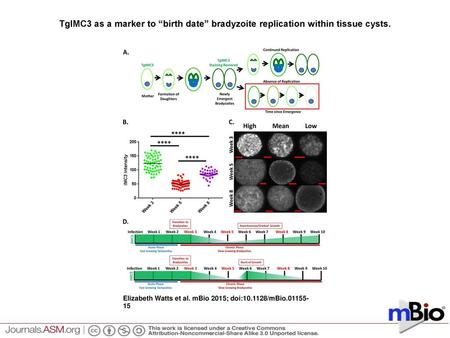 TgIMC3 as a marker to “birth date” bradyzoite replication within tissue cysts. TgIMC3 as a marker to “birth date” bradyzoite replication within tissue.