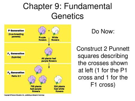 Chapter 9: Fundamental Genetics