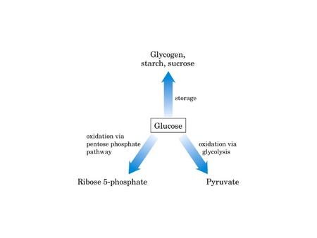 Pentose phosphate pathway