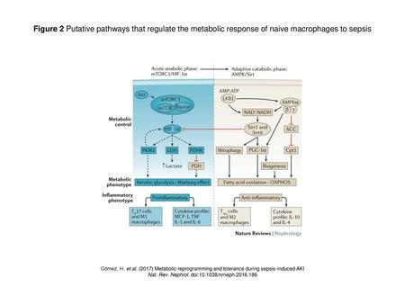 Nat. Rev. Nephrol. doi: /nrneph