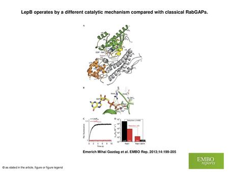 LepB operates by a different catalytic mechanism compared with classical RabGAPs. LepB operates by a different catalytic mechanism compared with classical.