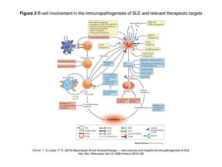 Nat. Rev. Rheumatol. doi: /nrrheum