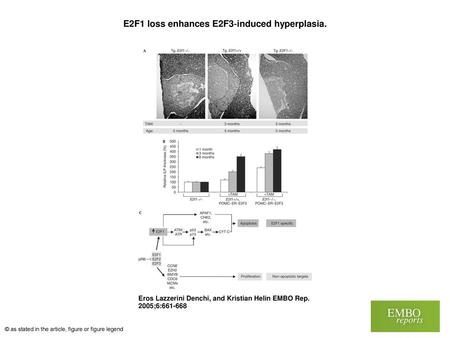 E2F1 loss enhances E2F3‐induced hyperplasia.