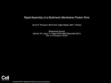 Rapid Assembly of a Multimeric Membrane Protein Pore