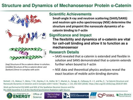 Structure and Dynamics of Mechanosensor Protein α-Catenin