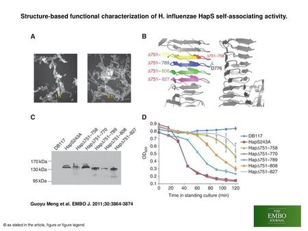 Structure‐based functional characterization of H