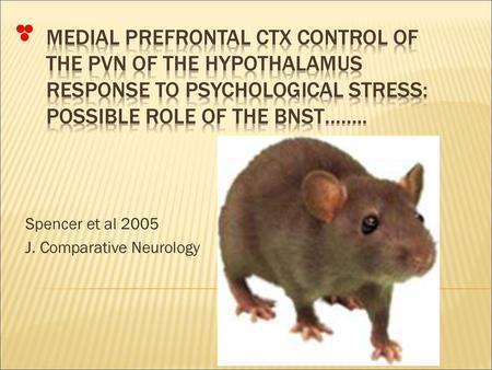 Spencer et al 2005 J. Comparative Neurology