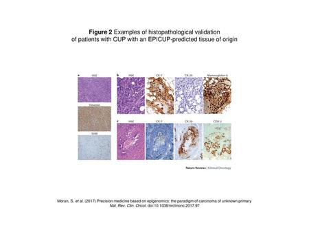 Figure 2 Examples of histopathological validation