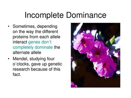 Incomplete Dominance Sometimes, depending on the way the different proteins from each allele interact genes don’t completely dominate the alternate allele.