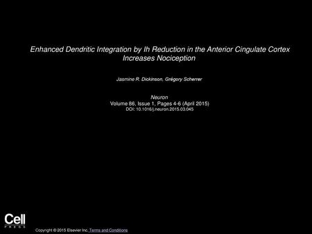 Enhanced Dendritic Integration by Ih Reduction in the Anterior Cingulate Cortex Increases Nociception  Jasmine R. Dickinson, Grégory Scherrer  Neuron 