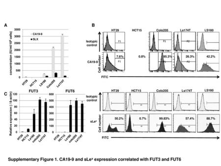 A B HT29 HCT15 Colo205 Ls174T LS180 Isotypic control