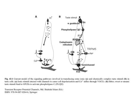 Fig. 43.1 Current model of the signaling pathways involved in transducing some ionic (a) and chemically complex taste stimuli (b) in taste cells. (a) Ionic.