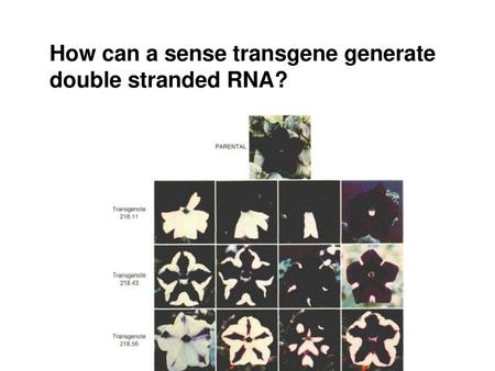 How can a sense transgene generate