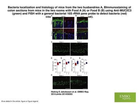 Bacteria localization and histology of mice from the two husbandries A, BImmunostaining of colon sections from mice in the two rooms with Food A (A) or.