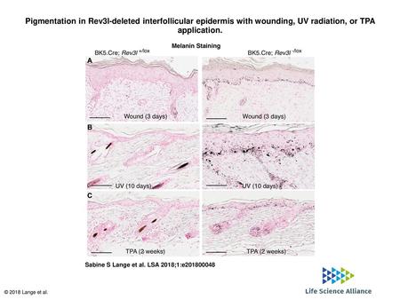 Pigmentation in Rev3l-deleted interfollicular epidermis with wounding, UV radiation, or TPA application. Pigmentation in Rev3l-deleted interfollicular.