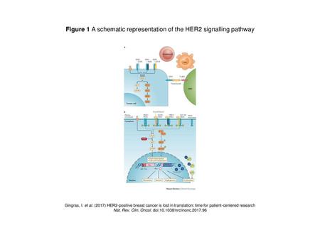 Figure 1 A schematic representation of the HER2 signalling pathway