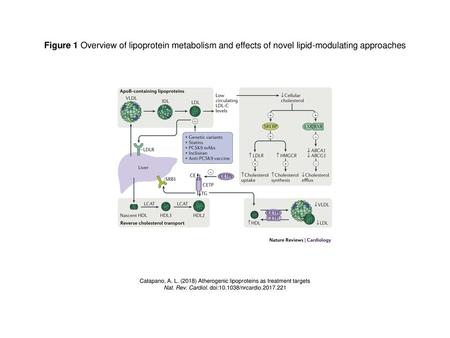 Figure 1 Overview of lipoprotein metabolism and effects of novel lipid-modulating approaches Figure 1 | Overview of lipoprotein metabolism and effects.