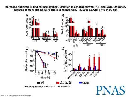 Increased antibiotic killing caused by mazG deletion is associated with ROS and DSB. Stationary cultures of Msm strains were exposed to 200 mg/L Rif, 30.