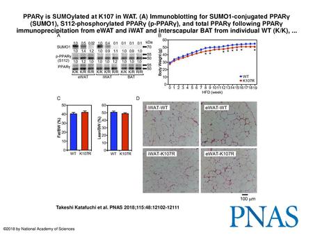 PPARγ is SUMOylated at K107 in WAT