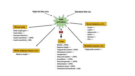 White adipose tissue (HFD)