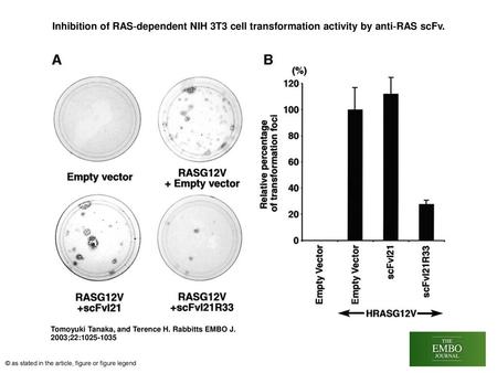 Inhibition of RAS‐dependent NIH 3T3 cell transformation activity by anti‐RAS scFv. Inhibition of RAS‐dependent NIH 3T3 cell transformation activity by.