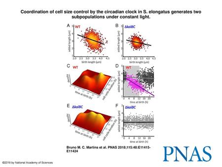 Coordination of cell size control by the circadian clock in S