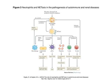 Nat. Rev. Nephrol. doi: /nrneph