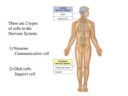 There are 2 types of cells in the Nervous System: 1) Neurons