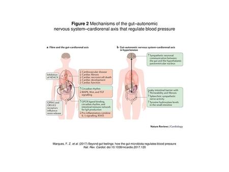 Figure 2 Mechanisms of the gut–autonomic