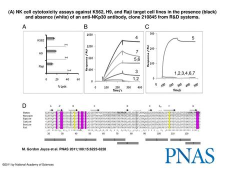 (A) NK cell cytotoxicity assays against K562, H9, and Raji target cell lines in the presence (black) and absence (white) of an anti-NKp30 antibody, clone.