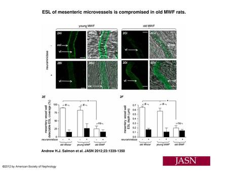 ESL of mesenteric microvessels is compromised in old MWF rats.