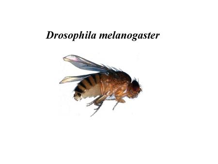 Drosophila melanogaster