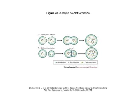 Figure 4 Giant lipid droplet formation