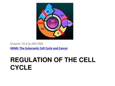 Regulation of the Cell Cycle