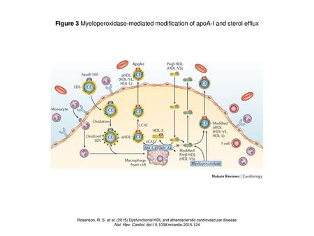 Nat. Rev. Cardiol. doi: /nrcardio