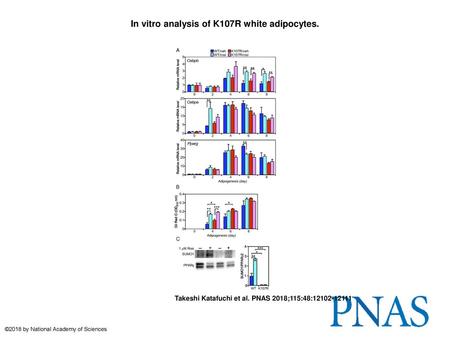 In vitro analysis of K107R white adipocytes.