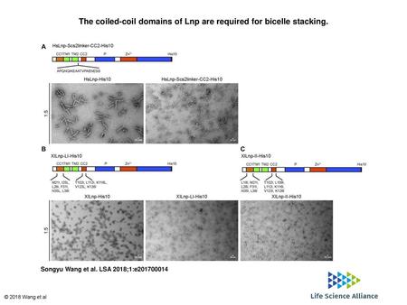 The coiled-coil domains of Lnp are required for bicelle stacking.